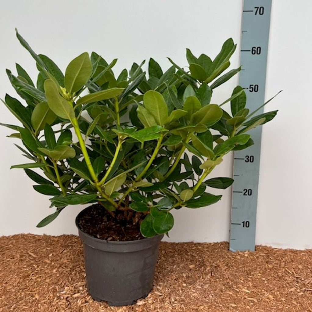 Rhododendron – Rhododendron 'Catawb. Grandiflorum' - C5 40-50 CM